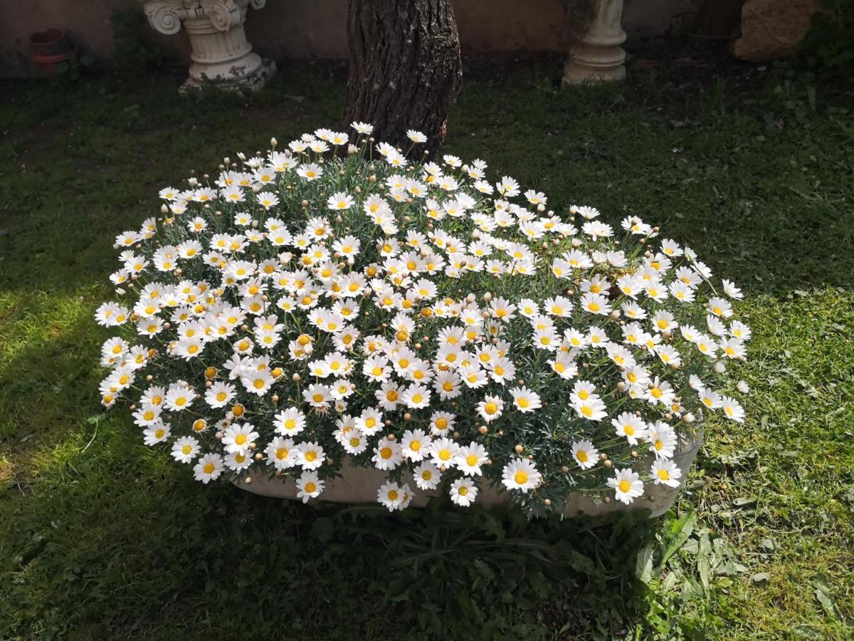 Zia Chiarina Bed & Breakfast San Nicolo Gerrei Exterior photo